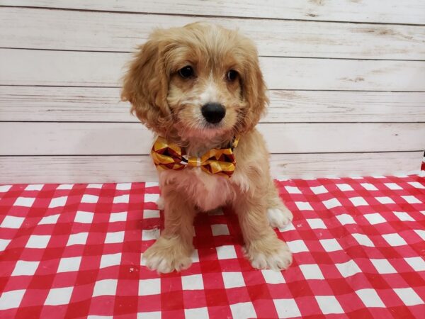 Cockapoo DOG Male Buff 20354 Petland Batavia, Illinois