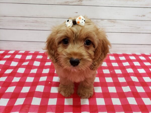 Cockapoo DOG Female Buff 20353 Petland Batavia, Illinois