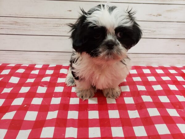 Shih Tzu DOG Male Black / White 20347 Petland Batavia, Illinois