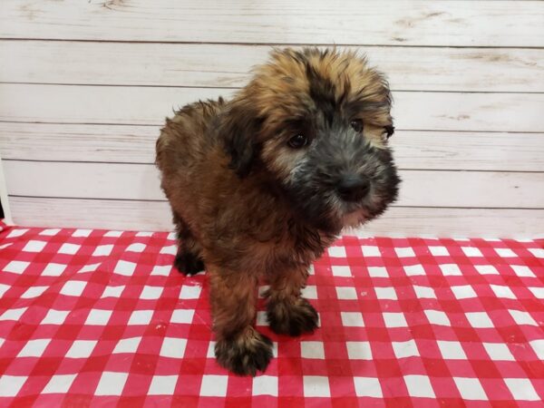 Soft Coated Wheaten Terrier DOG Male Wheaten 20346 Petland Batavia, Illinois