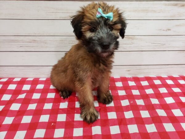 Soft Coated Wheaten Terrier DOG Female Wheaten 20345 Petland Batavia, Illinois