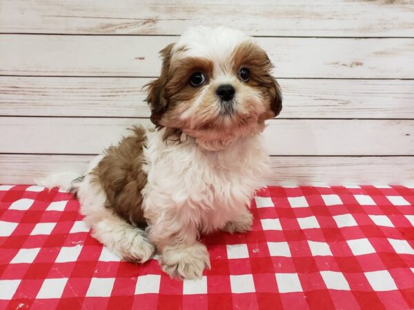 Shih Tzu DOG Male Gold / White 20348 Petland Batavia, Illinois