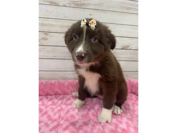 Australian Shep/Border Collie-DOG-Female-Red / White-20358-Petland Batavia, Illinois