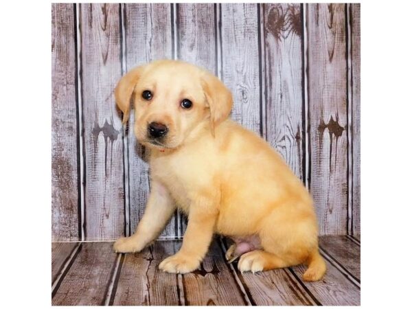 Labrador Retriever DOG Male Yellow 12249 Petland Batavia, Illinois