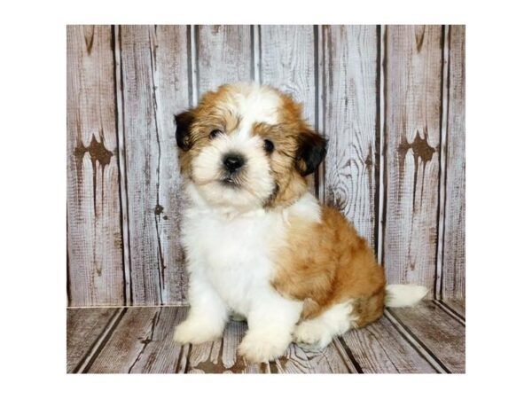 Teddy Bear-DOG-Female-Gold / White-12253-Petland Batavia, Illinois