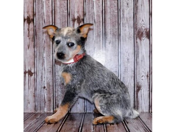 Heeler-DOG-Female-Blue Merle-12251-Petland Batavia, Illinois