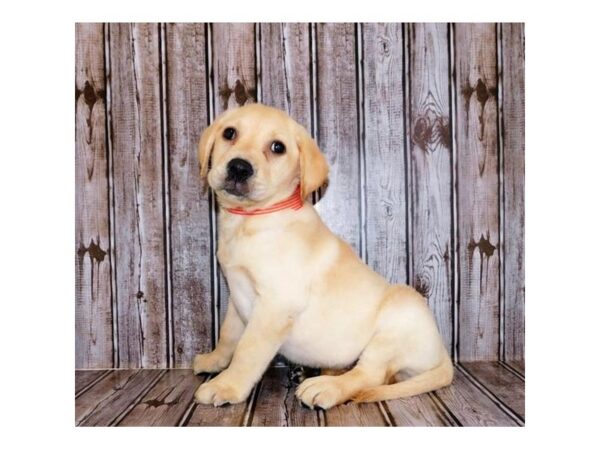Labrador Retriever DOG Male Yellow 20371 Petland Batavia, Illinois