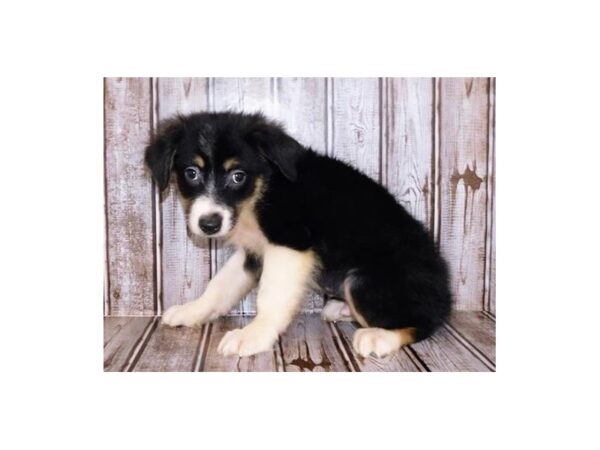 Australian Shepherd DOG Male Black 20133 Petland Batavia, Illinois