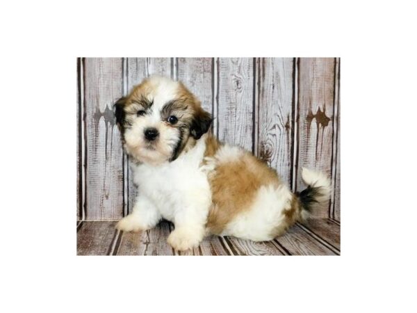Teddy Bear DOG Male Gold / White 20372 Petland Batavia, Illinois