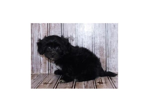Havanese DOG Male Black 20370 Petland Batavia, Illinois