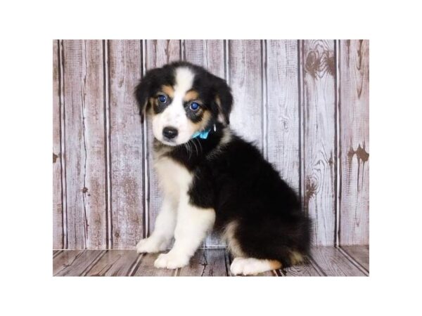 Australian Shepherd DOG Female Black 20368 Petland Batavia, Illinois