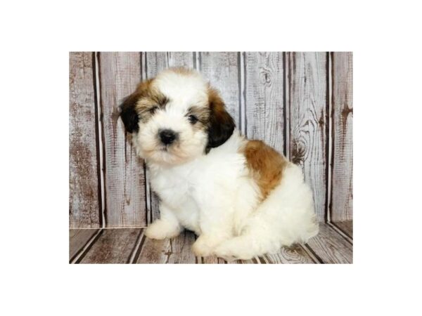 Teddy Bear DOG Male Gold / White 12254 Petland Batavia, Illinois
