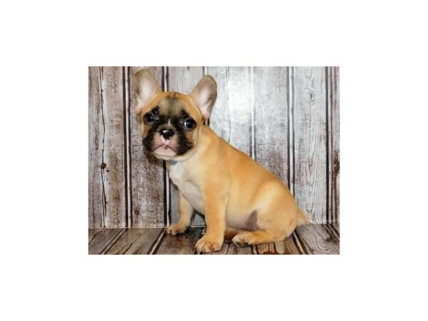 Frenchton-DOG-Female-Fawn-12255-Petland Batavia, Illinois