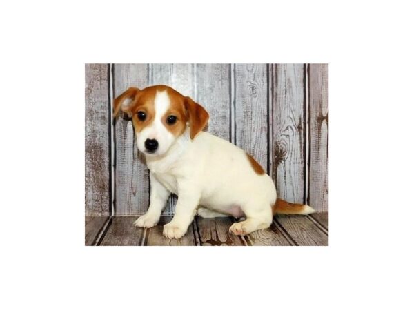 Jack Russell Terrier DOG Female Red / White 12250 Petland Batavia, Illinois