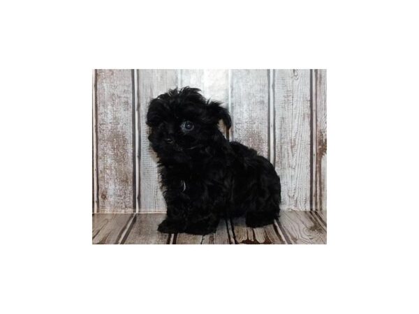 Yorkie Poo DOG Male Black 12256 Petland Batavia, Illinois