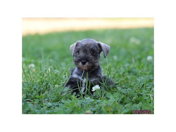 Miniature Schnauzer DOG Female Salt / Pepper 20374 Petland Batavia, Illinois