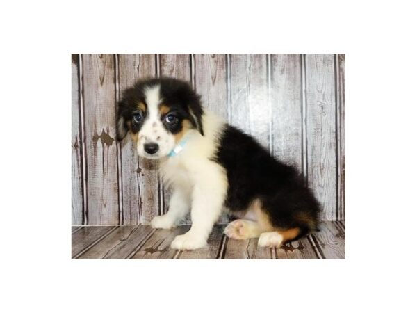 Australian Shepherd DOG Female Black 12247 Petland Batavia, Illinois