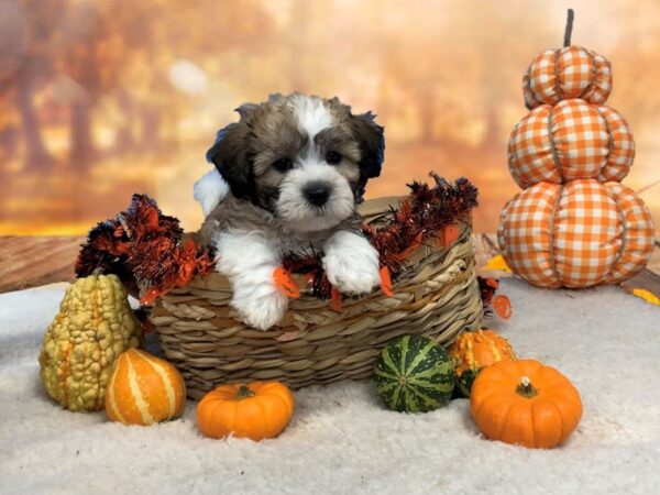Teddy Bear-DOG-Male-Gold / White-20136-Petland Batavia, Illinois