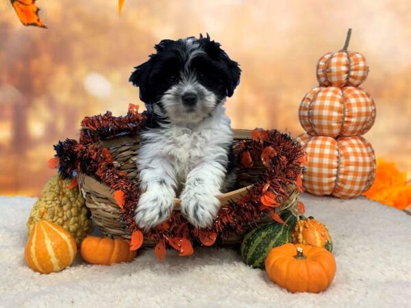 Havanese DOG Male Black / White 20135 Petland Batavia, Illinois