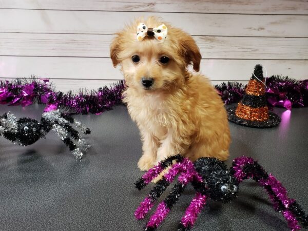 Chi Poo DOG Female Red 20375 Petland Batavia, Illinois
