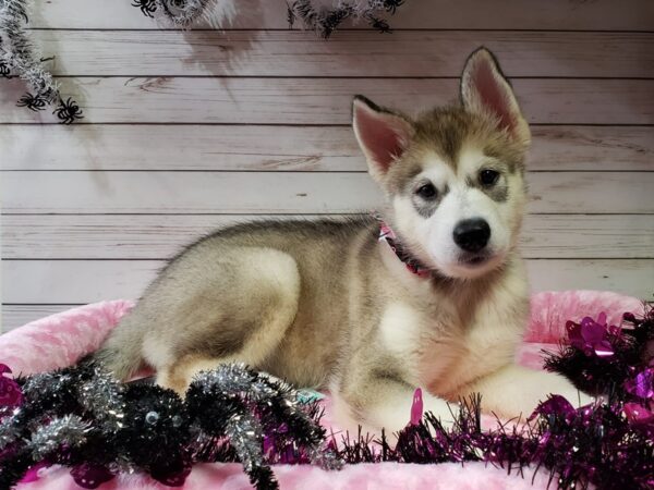 Alaskan Malamute DOG Female Gray / White 20373 Petland Batavia, Illinois