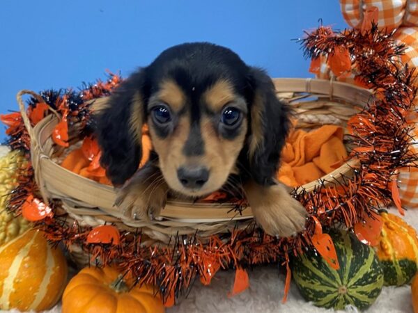 Dachshund DOG Male Black / Tan 20108 Petland Batavia, Illinois