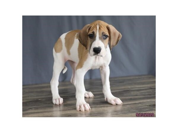 Great Dane DOG Female Fawn 12271 Petland Batavia, Illinois