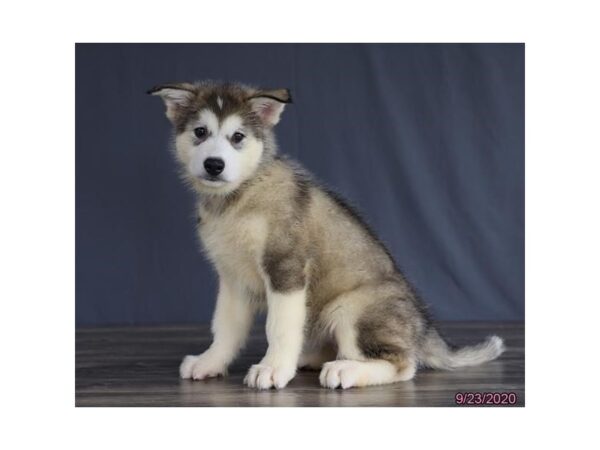 Alaskan Malamute DOG Female Gray / White 12272 Petland Batavia, Illinois