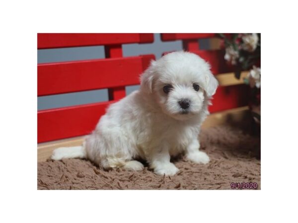 Maltichon-DOG-Female-White-12270-Petland Batavia, Illinois