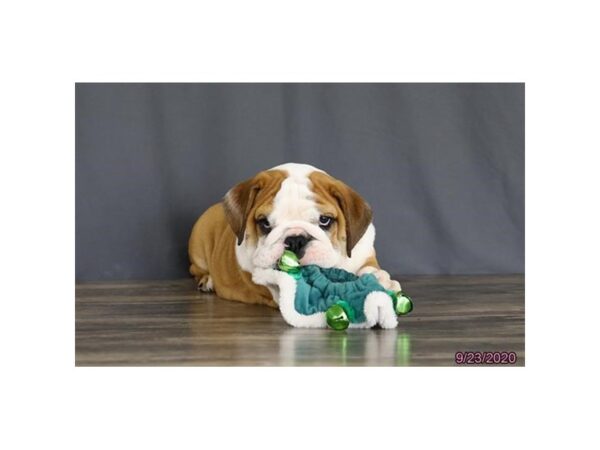 English Bulldog DOG Male Red / White 12273 Petland Batavia, Illinois