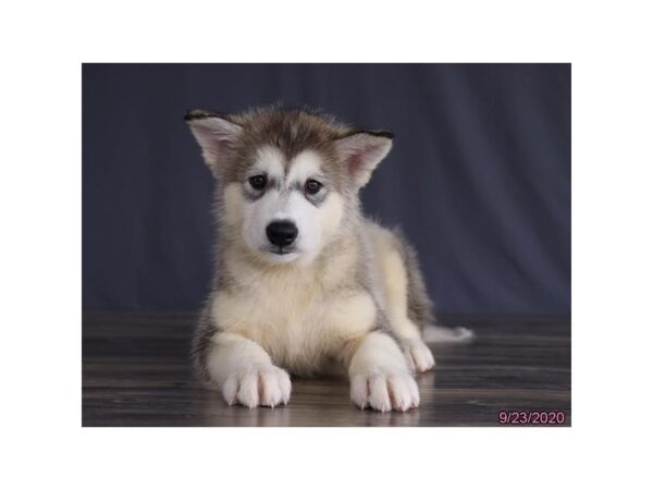 Alaskan Malamute DOG Male Gray / White 20398 Petland Batavia, Illinois