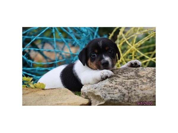 Jack Russell Terrier DOG Male Black White / Tan 20397 Petland Batavia, Illinois