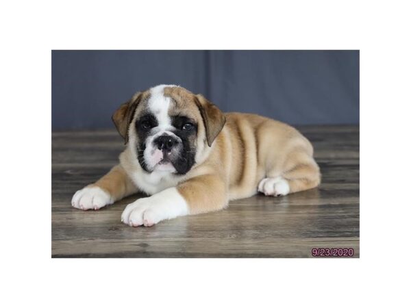 English Bulldog DOG Female Red, White Markings 20399 Petland Batavia, Illinois