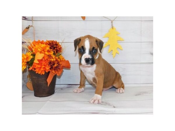 Boxer DOG Male Fawn 20149 Petland Batavia, Illinois