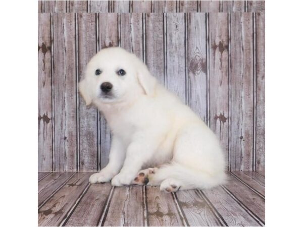 Great Pyrenees/Anatolian Shepherd DOG Male White 20393 Petland Batavia, Illinois