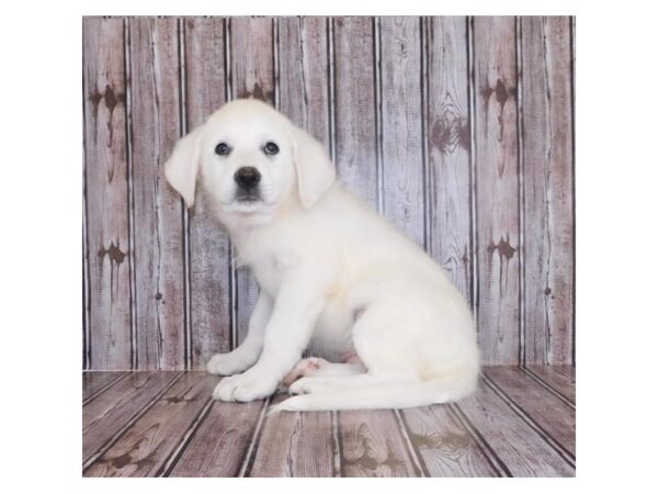 Great Pyrenees/Anatolian Shepherd-DOG-Female-White-20151-Petland Batavia, Illinois