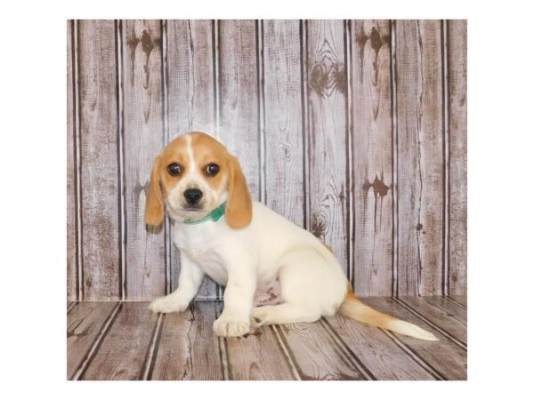 Peke a Bea-DOG-Male-Fawn / White-12268-Petland Batavia, Illinois