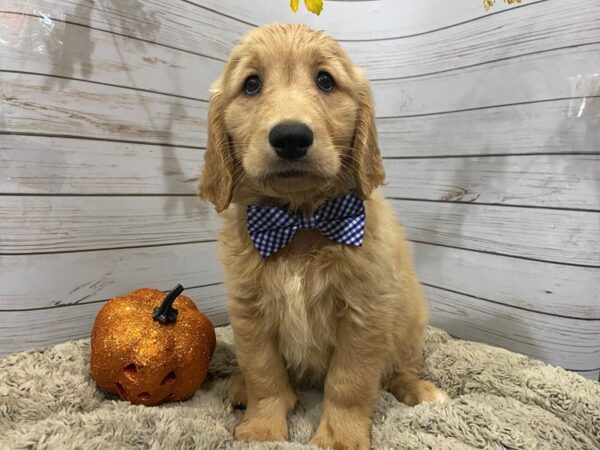 Golden Retriever DOG Male Golden 12265 Petland Batavia, Illinois