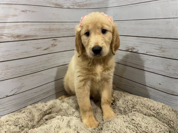Golden Retriever DOG Female Golden 12264 Petland Batavia, Illinois