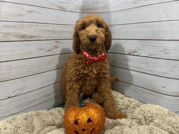 Goldendoodle 2nd Generation DOG Male Red 12263 Petland Batavia, Illinois