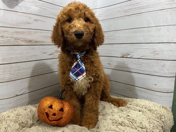 Goldendoodle 2nd Generation DOG Male Red 12262 Petland Batavia, Illinois
