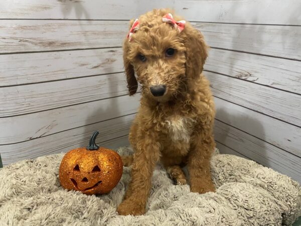 Goldendoodle 2nd Generation-DOG-Female-Red-12261-Petland Batavia, Illinois