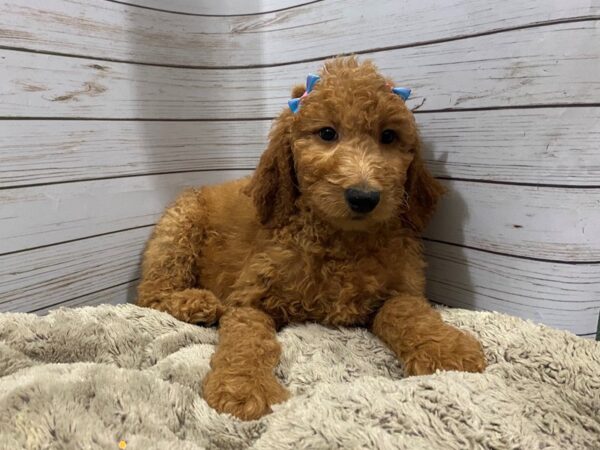 Goldendoodle 2nd Generation DOG Female Red 12260 Petland Batavia, Illinois