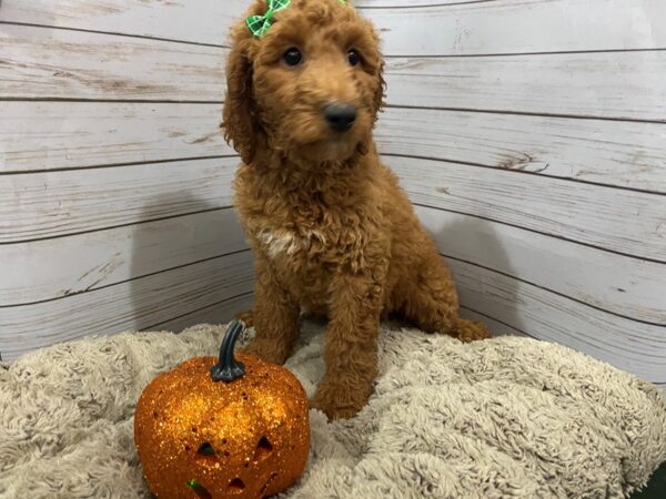 Goldendoodle 2nd Generation DOG Female Red 12259 Petland Batavia, Illinois