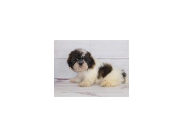 Shih Tzu-DOG-Female-Brindle / White-20150-Petland Batavia, Illinois