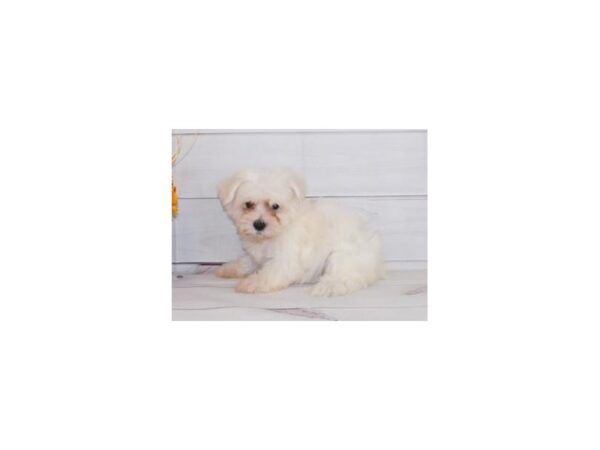 Min Schnauzer/Bichon DOG Male White 20395 Petland Batavia, Illinois