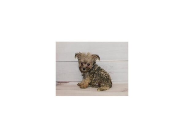 Min Schnauzer/Bichon-DOG-Male-Cream Sable-12269-Petland Batavia, Illinois