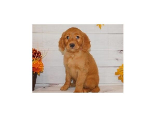 Golden Retriever DOG Female Dark Golden 12266 Petland Batavia, Illinois