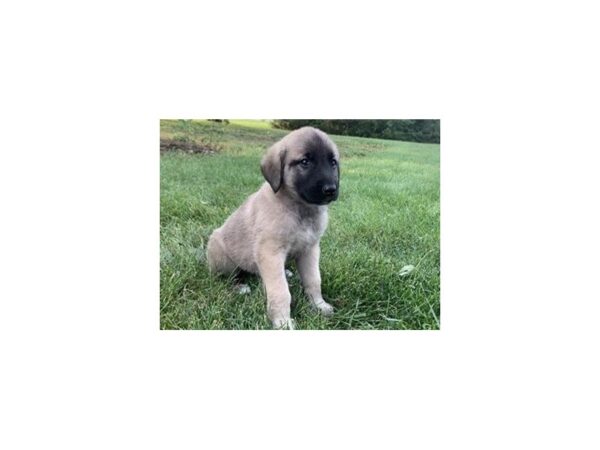 Anatolian Shepherd-DOG-Female-Gray Fawn-20386-Petland Batavia, Illinois