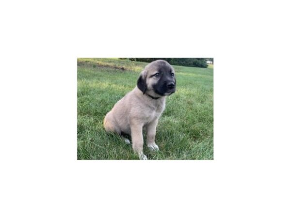 Anatolian Shepherd-DOG-Female-Gray Fawn-20154-Petland Batavia, Illinois